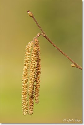 hazelaar_DSC_8420.JPG