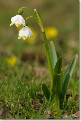 macro_DSC_8194.JPG