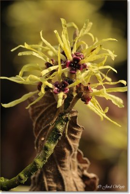 macro_DSC_8251.JPG