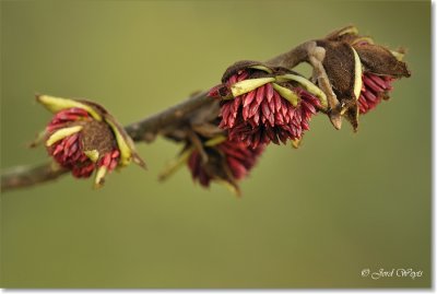 macro_DSC_8304.JPG
