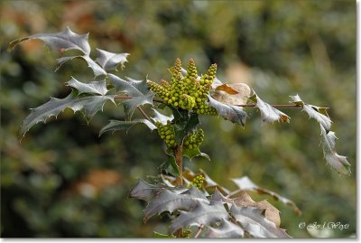 Bloemen - Flowers