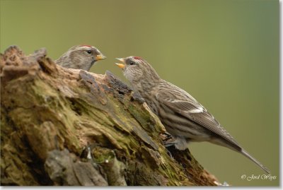 barmsijs_DSC_0120.JPG