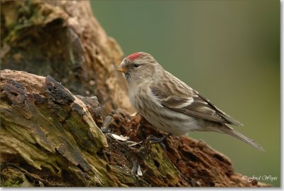 barmsijs_DSC_0051b.JPG