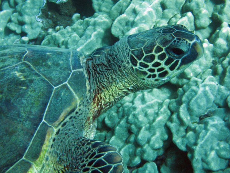 Close up.jpg
