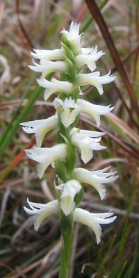 Spiranthes magnicamporum - Great Plains Ladies' tresses