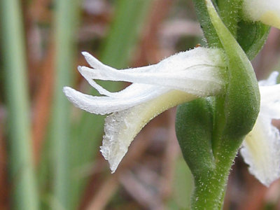 Spiranthes magnicamporum - Great Plains Ladies' tresses