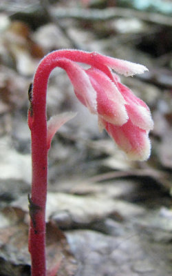 Monotropa hypopithys - Pinesap