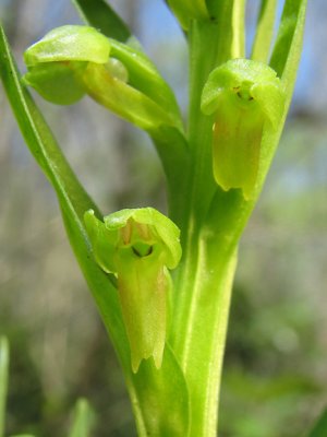 Coeloglossum - Green Frog Orchid