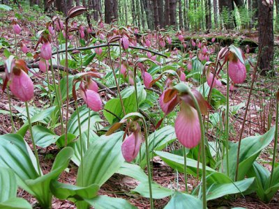 Cypripedium acaule - Pink Ladys Slippers