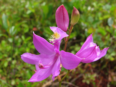 Calopogon tuberosus - Grass-pink Orchid