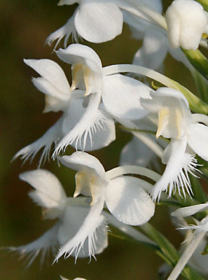 Platanthera blephariglottis var conspicua - White-fringed