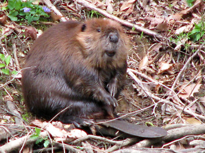 Beaver