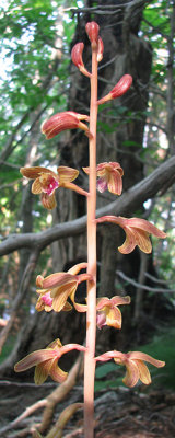 Hexalectris spicata - Crested Coralroot