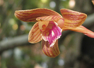 Hexalectris spicata - Crested Coralroot