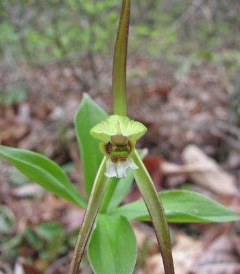 Isotria verticillata - Large Whorled Pogonia