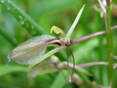 Liparis liliifolia - Lily-leaved Twayblade