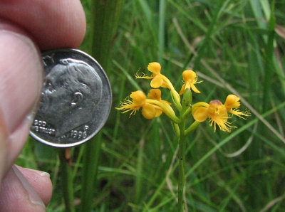 Platanthera cristata