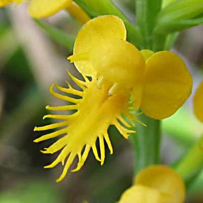 Platanthera cristata - Crested Fringed Orchid