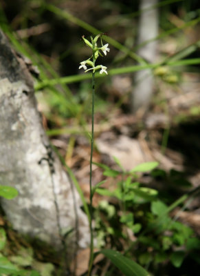 Platanthera clavellata - Club-spur Orchid