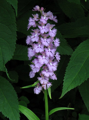 Platanthera grandiflora - Large Purple Fringed Orchid