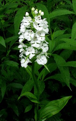 Platanthera grandiflora - white