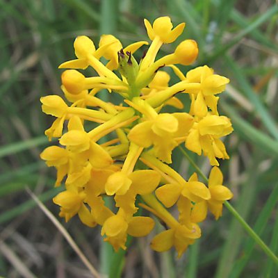 Platanthera integra - Yellow Fringeless Orchid