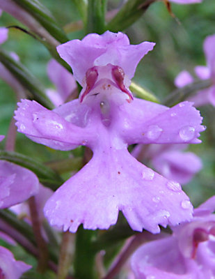 Platanthera peramoena - Purple Fringeless Orchid