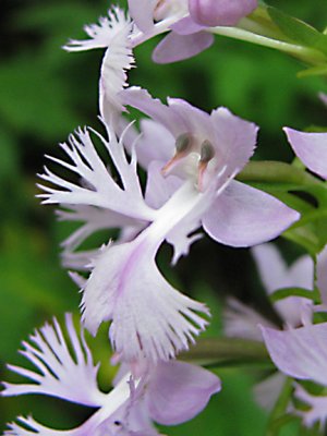 Platanthera xkeenanii - Keenans Fringed Orchid