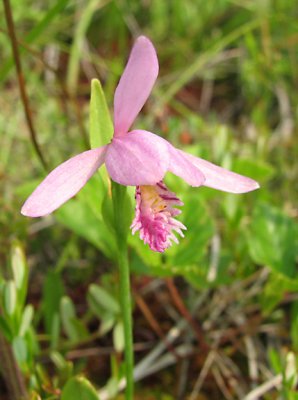 Pogonia ophioglossoides - Rose Pogonia