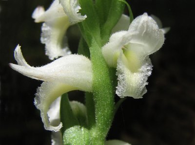 Spiranthes odorata - Coastal Fragrant Ladies tresses