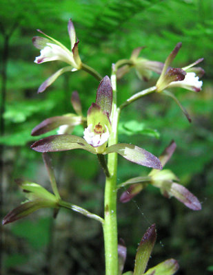 Native Orchids of eastern North America