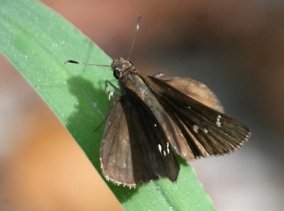 Two-spotted Skipper