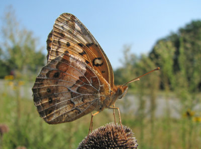 Variegated Fritillary