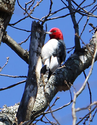 Red-headed Woodpecker