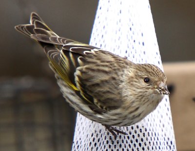 Pine Siskin