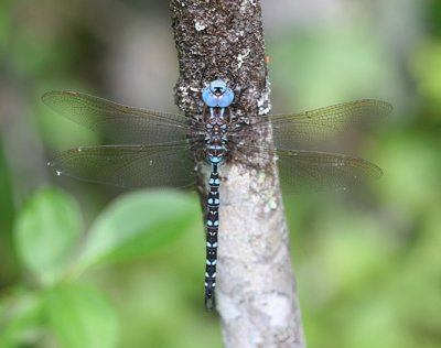 Aeshna mutata - Spatterdock Darner