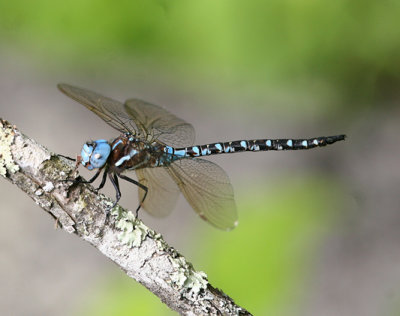 Aeshna mutata - Spatterdock Darner