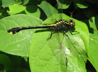 Gomphus vastus - Cobra Clubtail