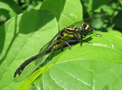 Gomphus vastus - Cobra Clubtail