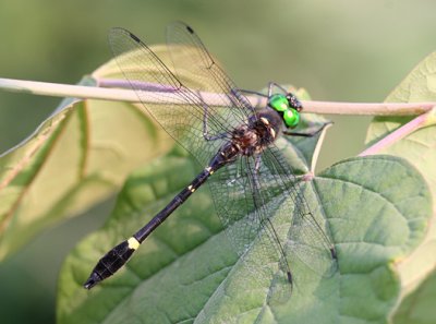 Macromia illinoiensis - Illinois River Cruiser