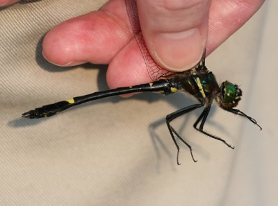 Macromia illinoiensis - Illinois River Cruiser