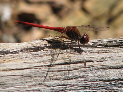 Libellula needhami - Needhams Skimmer