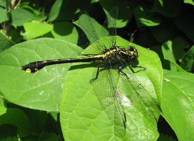 Dromogomphus spinosus - Black-shouldered Spinyleg