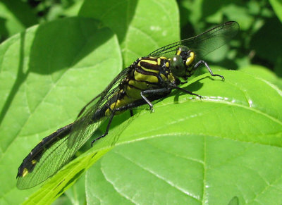 Dromogomphus spinosus - Black-shouldered Spinyleg