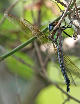 Epiaeschna heros - Swamp Darner
