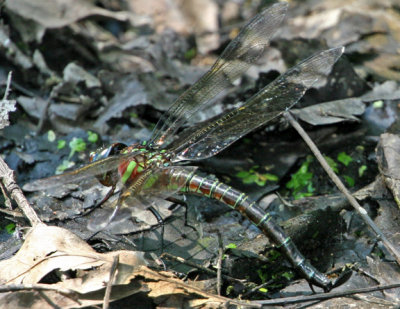 Epiaeschna heros - Swamp Darner ovipositing