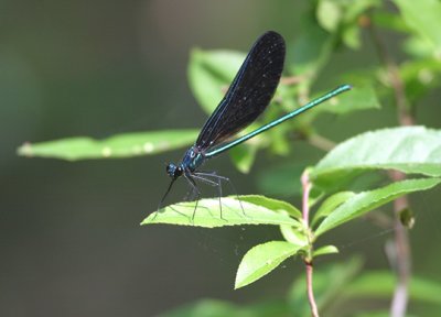 Calopteryx maculata - Ebony Jewelwing