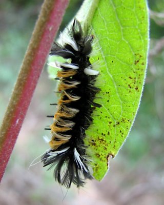 Euchaetes egle - Milkweed Tussock Moth  Caterpillar