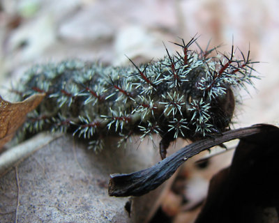 Hemileuca maia maia - Buck Moth caterpillar