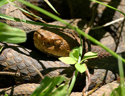 Copperhead - Agkistrodon contortrix